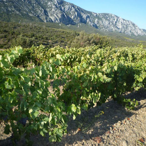 Mas Peyre Cotes du Roussillon 'La Cuvée Peyre' 2022