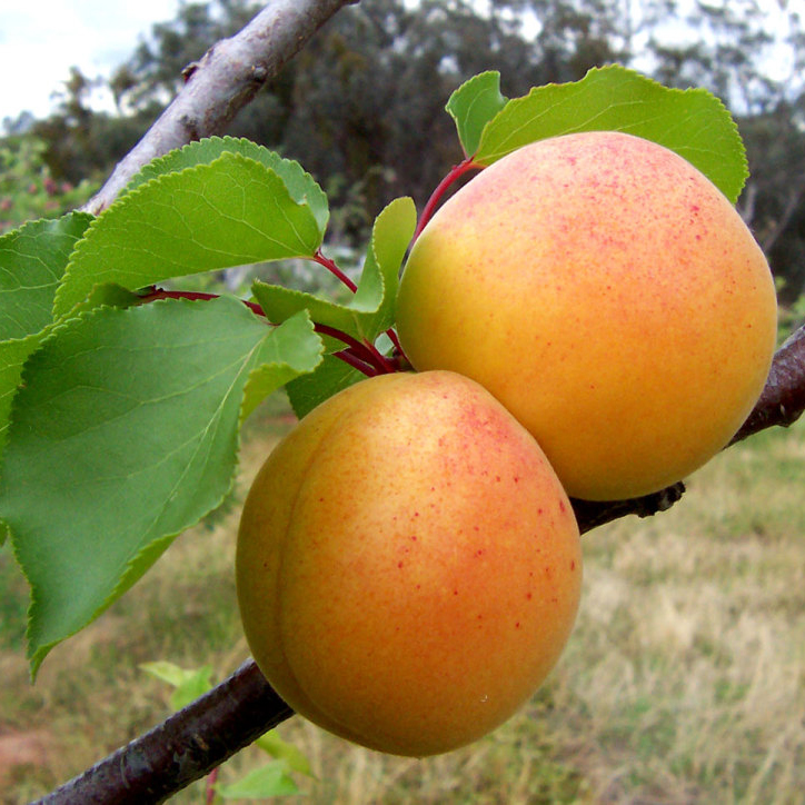 Rothman & Winter Orchard Apricot Liqueur