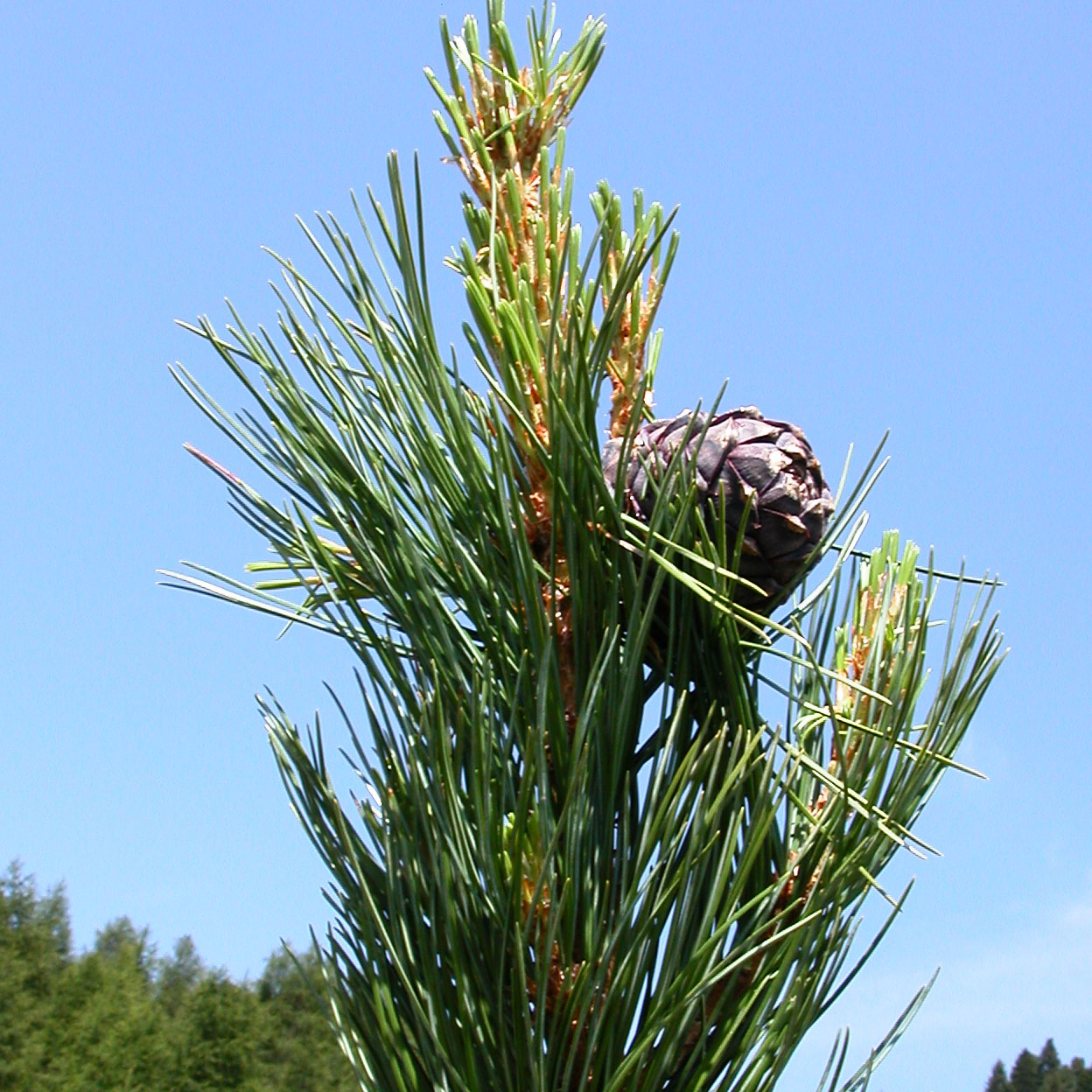 Zirbenz Stone Pine Liqueur of the Alps